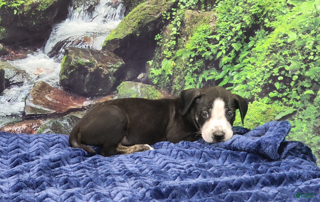 Catahoula Leopard Dog dogs for sale: Luna 2025 Male 1 - Ad 21