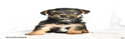 Yorkshire Terrier dogs for sale: Skip  - Ad 3