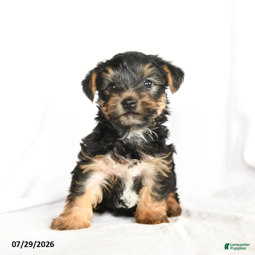 Yorkshire Terrier dogs for sale: Skip  - Ad 3