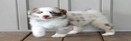 Australian Shepherd dogs for sale: Ranger - Ad 1