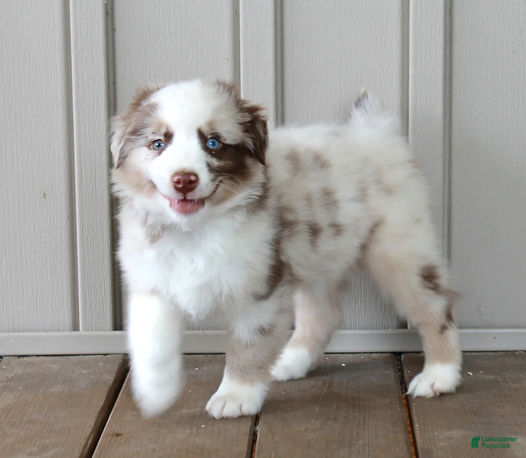Australian Shepherd dogs for sale: Ranger - Ad 1