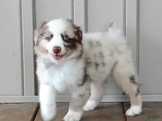 Australian Shepherd dogs for sale: Ranger - Ad 2