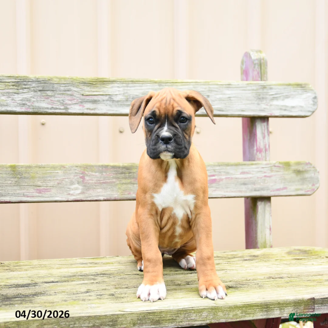 Boxer dogs for sale: Reeses - Ad 3
