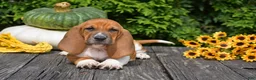 Basset Hound dogs for sale: Lilly - Ad 5