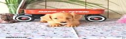 Miniature Dachshund dogs for sale: Max - Ad 2
