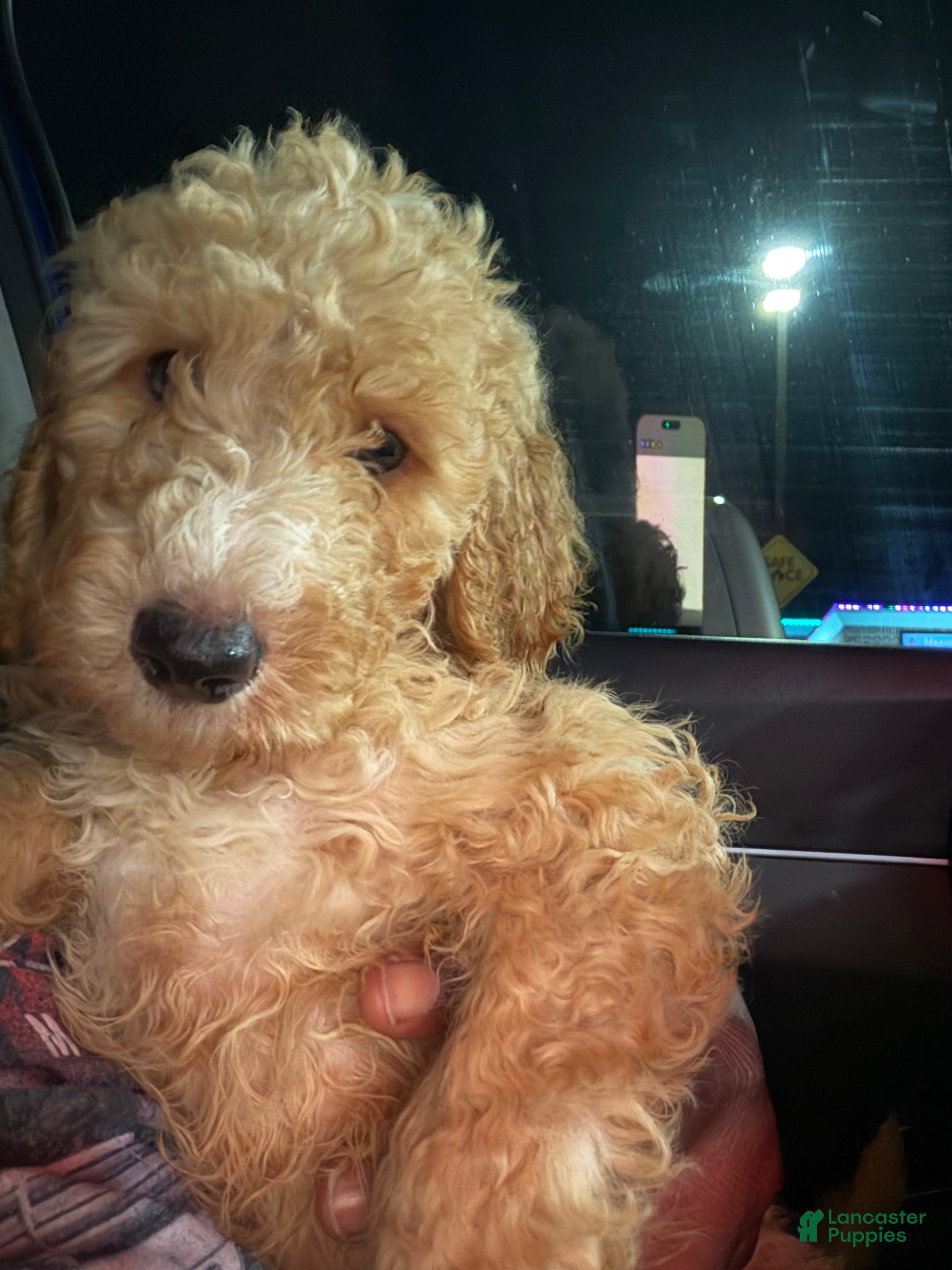 Goldendoodle dogs Goldendoodle Puppy 3 - Ad 22