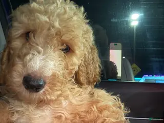 Goldendoodle dogs Goldendoodle Puppy 3 - Ad 22