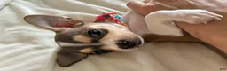 Chihuahua dogs for sale: Chihuahua 3 - Ad 5