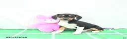 Mixed Breed dogs for sale: Nixie - Ad 1