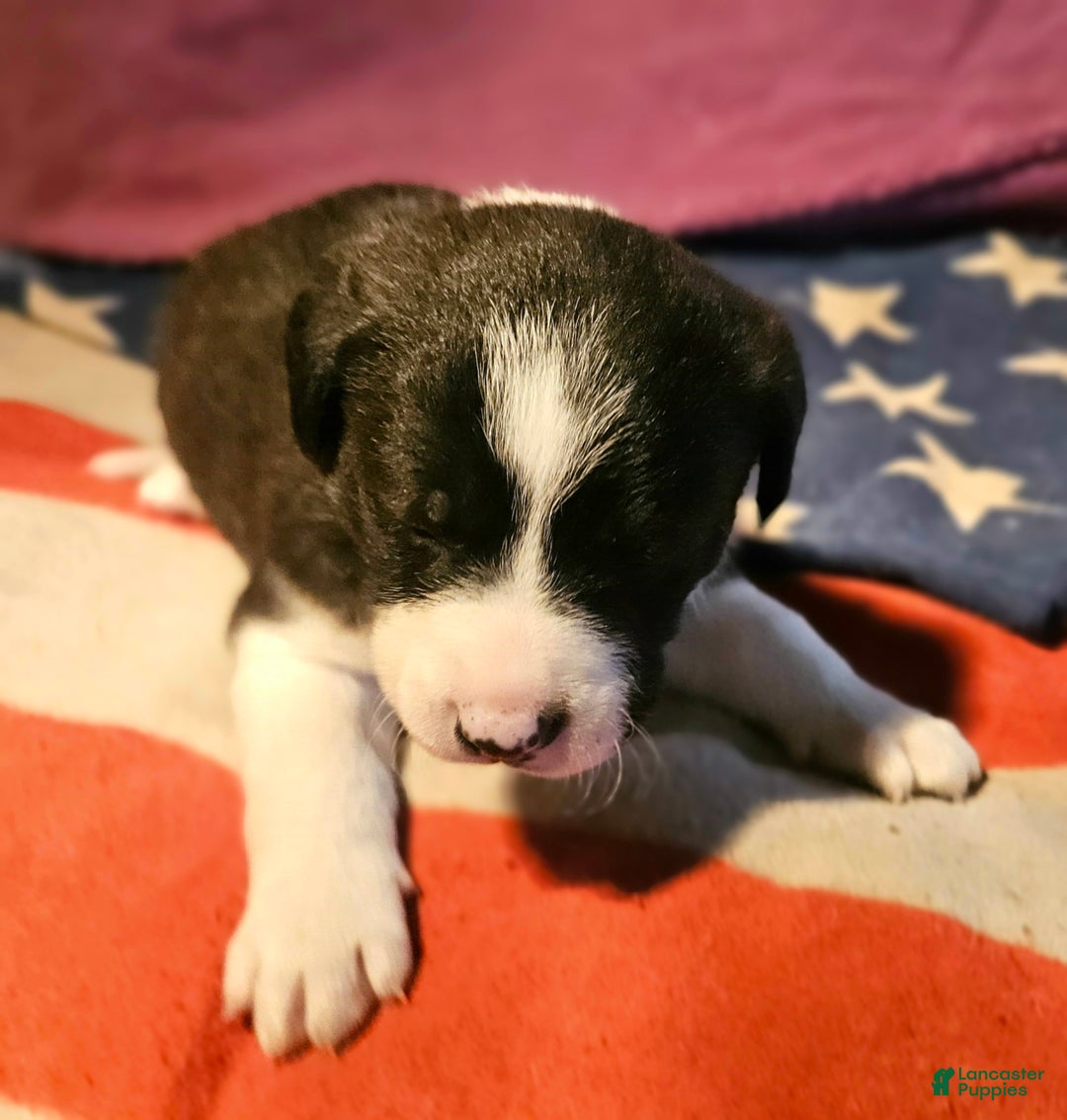 Border Collie dogs for sale: Buffy - Ad 10
