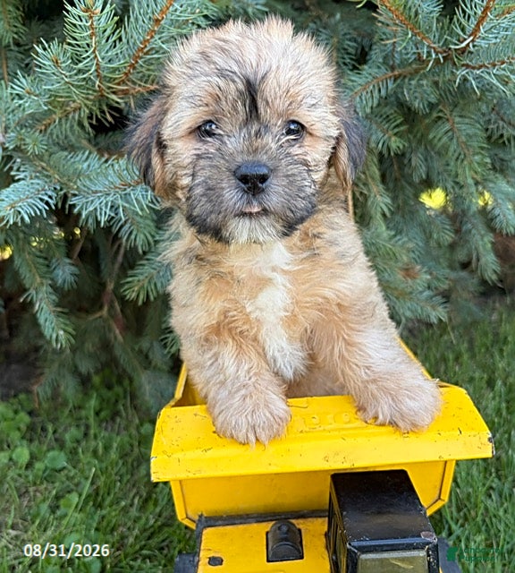 Shorkie dogs Axle - Ad 1