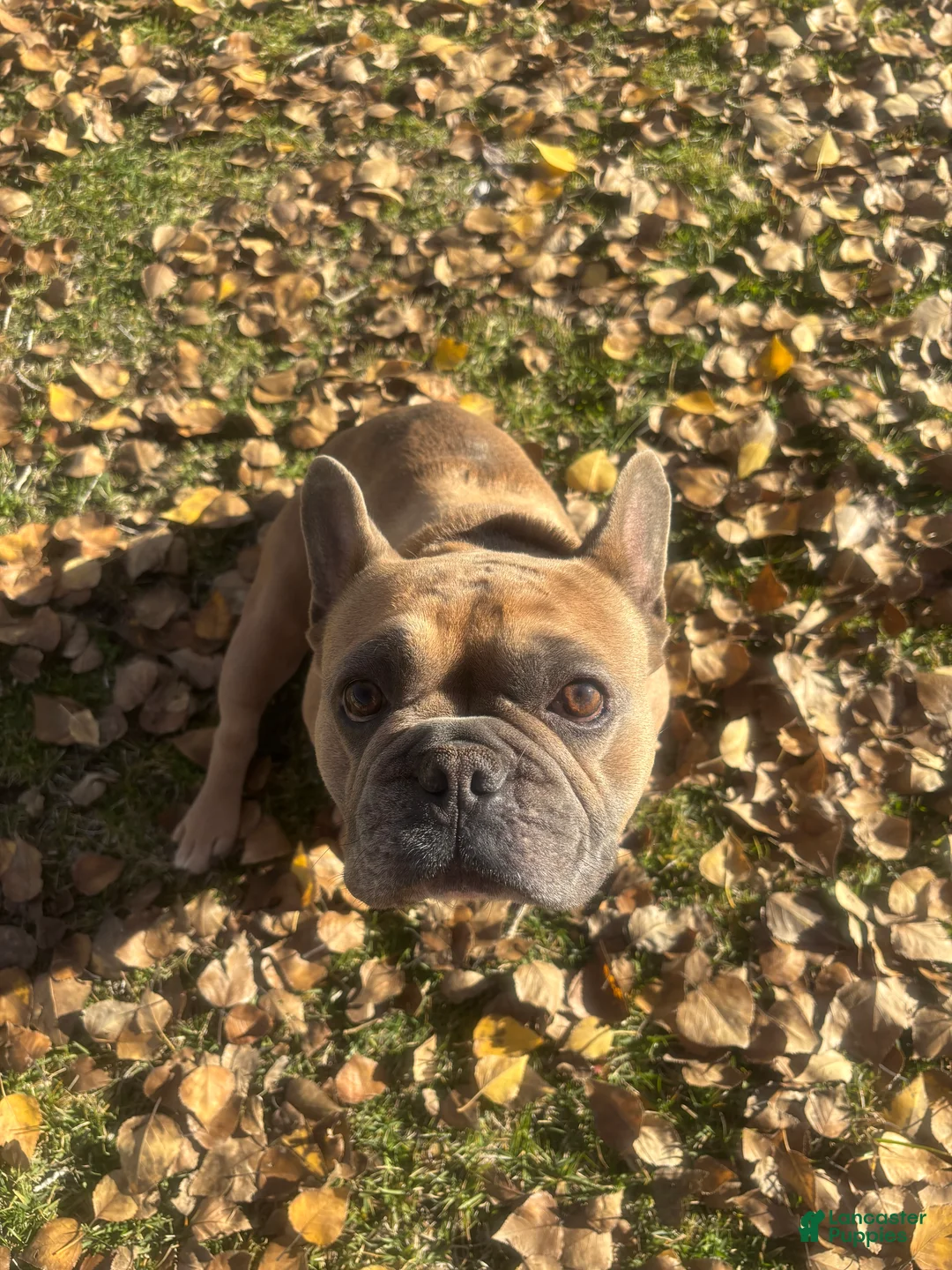 French Bulldog dogs for sale: Rosalita - Ad 19