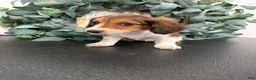 Miniature Dachshund dogs for sale: Dream - Ad 13
