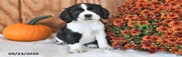 English Cocker Spaniel dogs for sale: Keisha - Ad 1