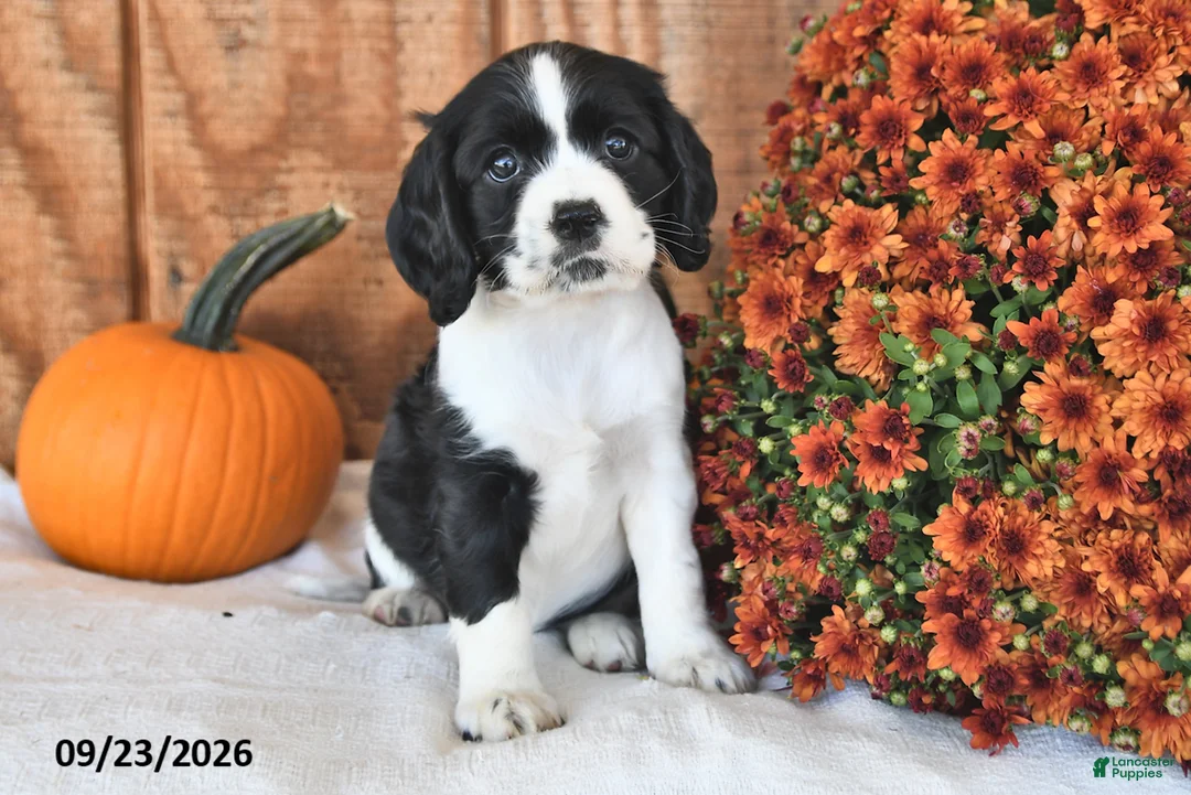 English Cocker Spaniel dogs for sale: Keisha - Ad 1