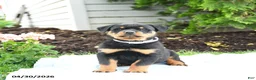 Rottweiler dogs for sale: Vader - Ad 2