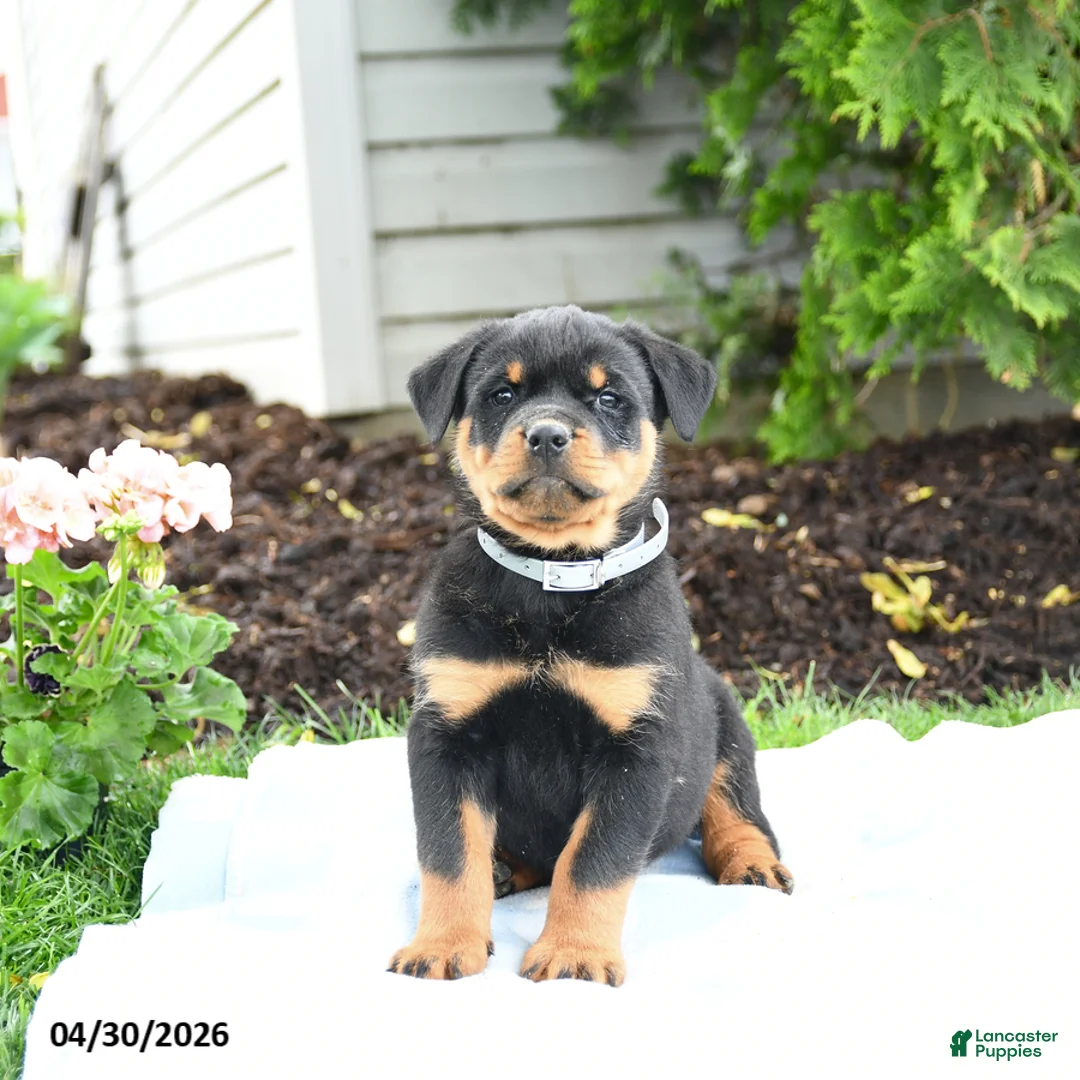 Rottweiler dogs for sale: Vader - Ad 2