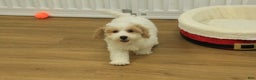 Bichpoo dogs for sale: Rory - Ad 12