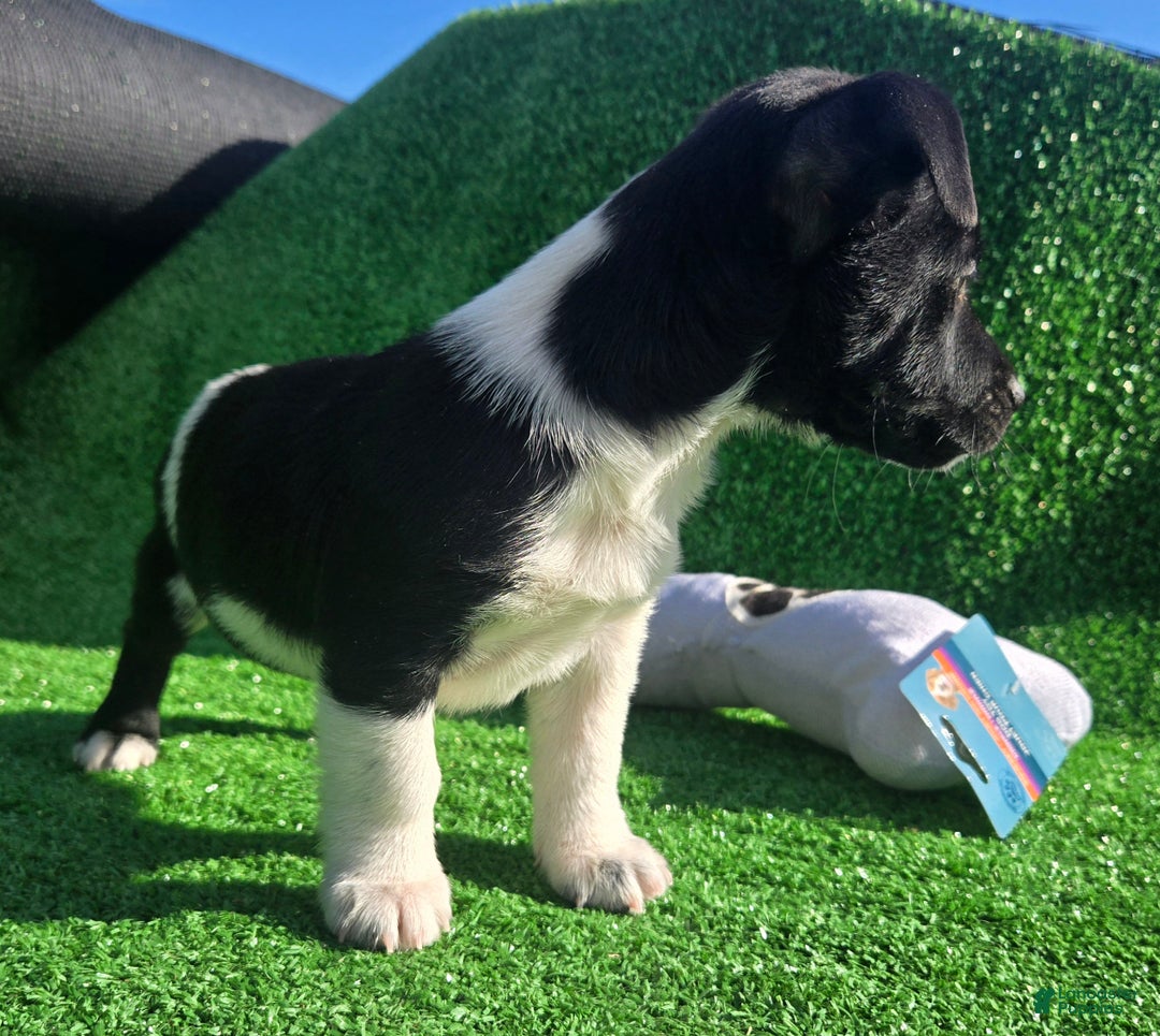 Jack Russell Terrier dogs for sale: Jack Russell Terrier Puppy 1 - Ad 7