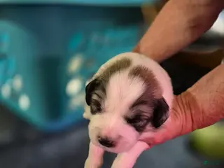 Great Pyrenees dogs for sale: Great Pyrenees Puppy 4 - Ad 4