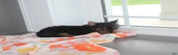 Yorkshire Terrier dogs for sale: Petunia - Ad 5