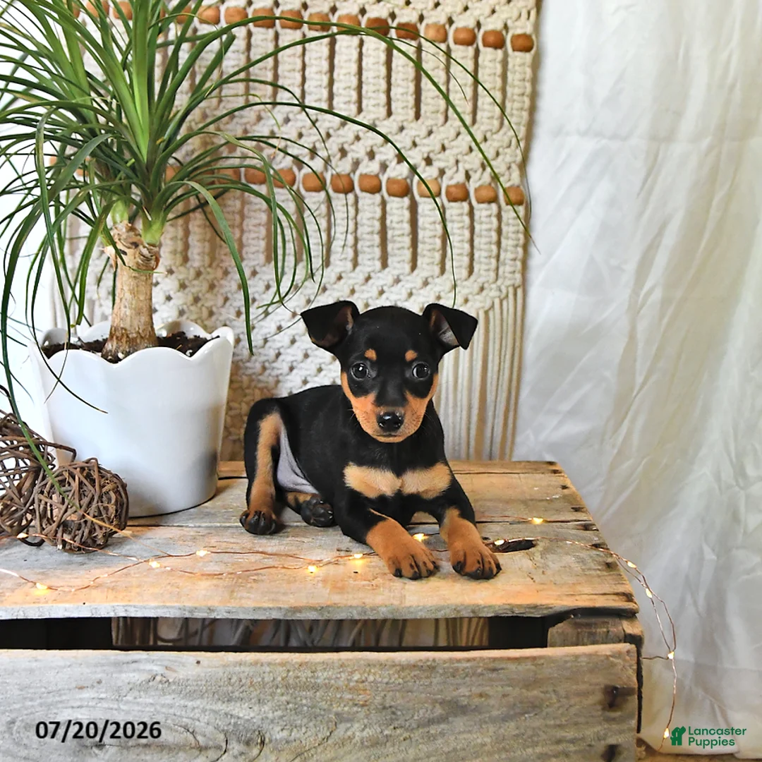 Miniature Pinscher dogs for sale: Mason - Ad 1
