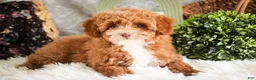 Miniature Poodle dogs for sale: Elenor - Ad 6