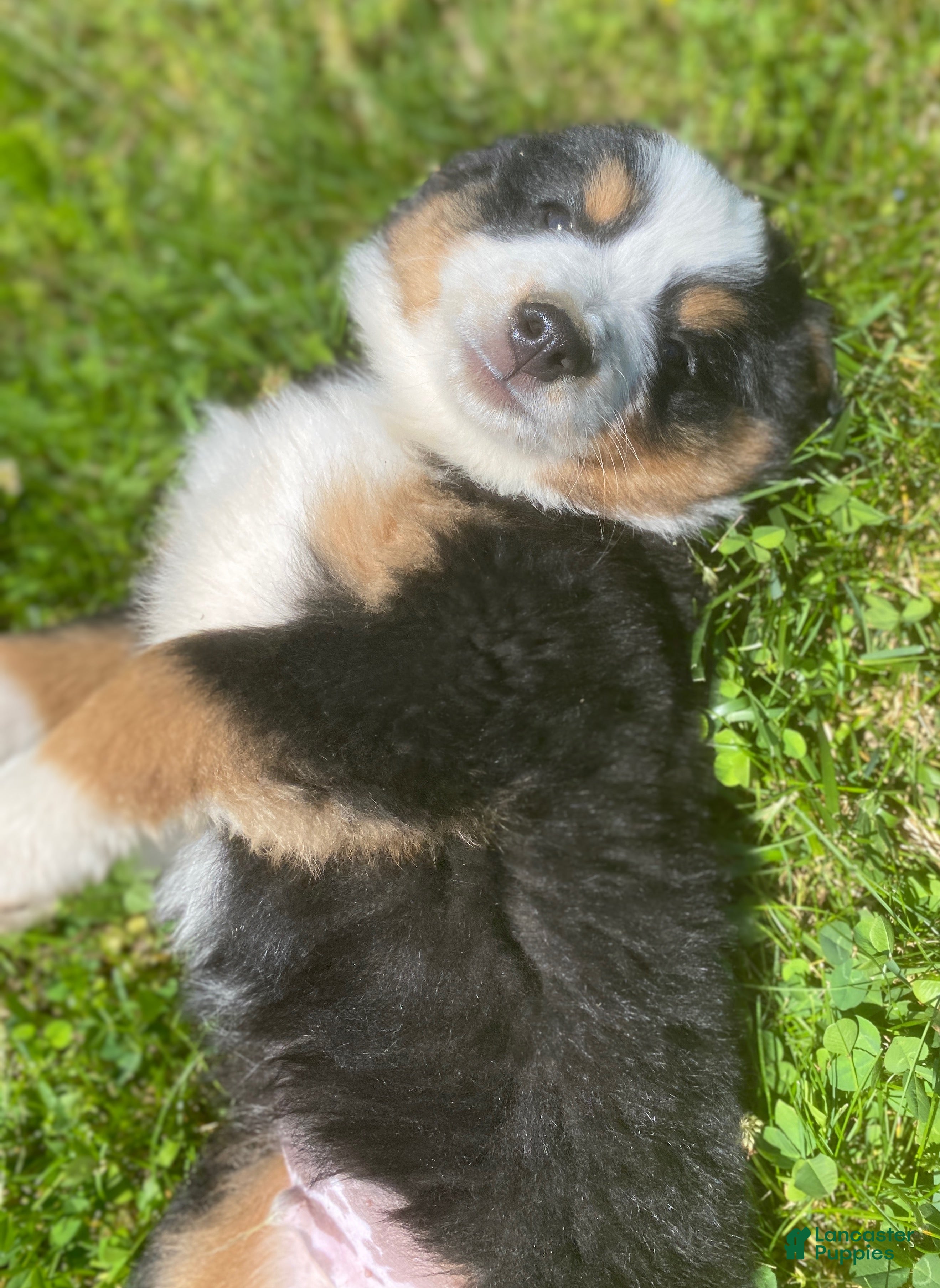 Mixed Breed dogs for sale: ♥️SWEET BERNIE♥️ - Ad 8