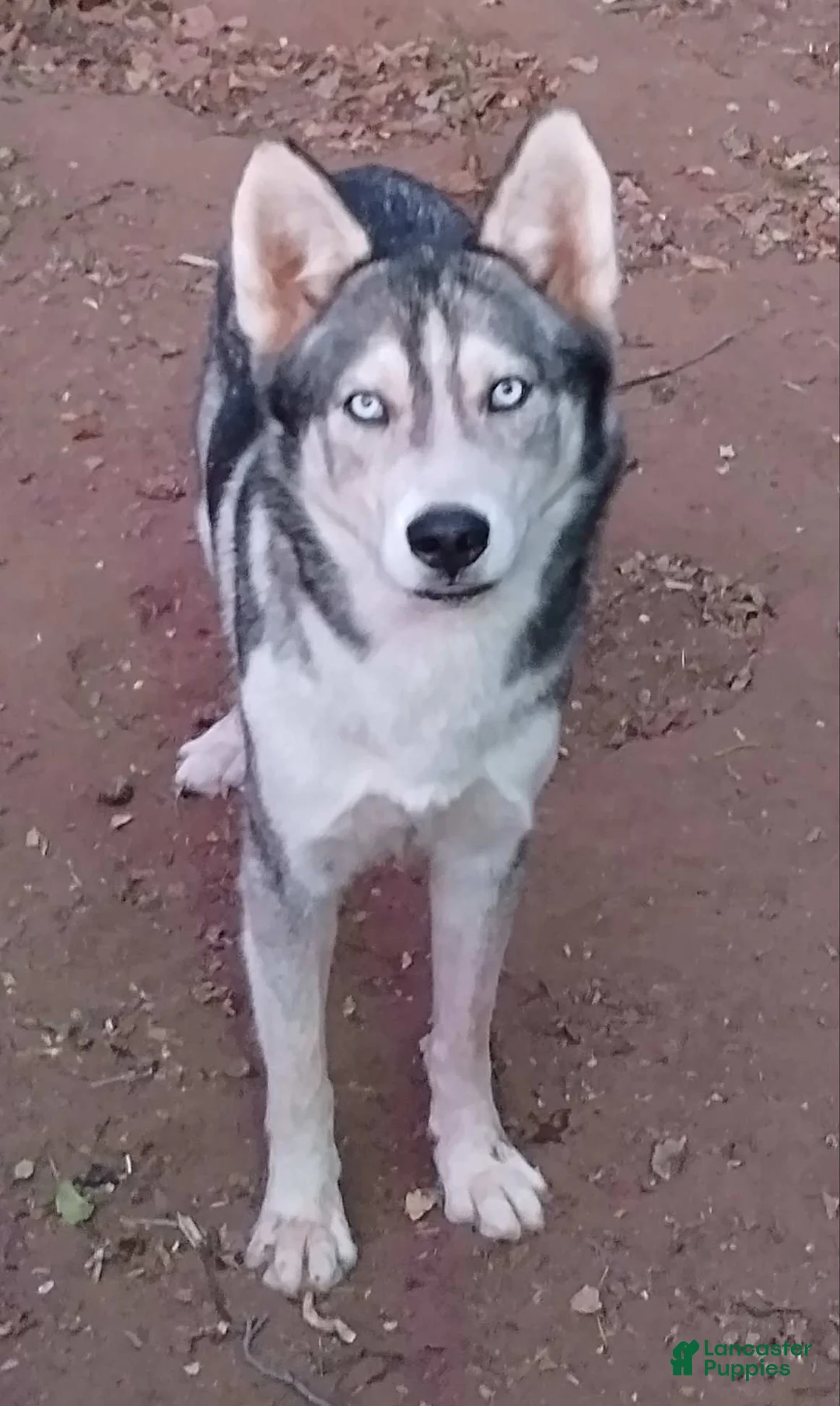 Siberian Husky dogs for sale: Boy - Ad 6