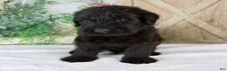 Giant Schnauzer dogs for sale: Kendrick  - Ad 1