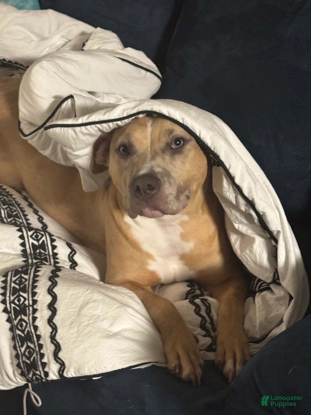 American Bully dogs for sale: American Bully Puppy 1 - Ad 6