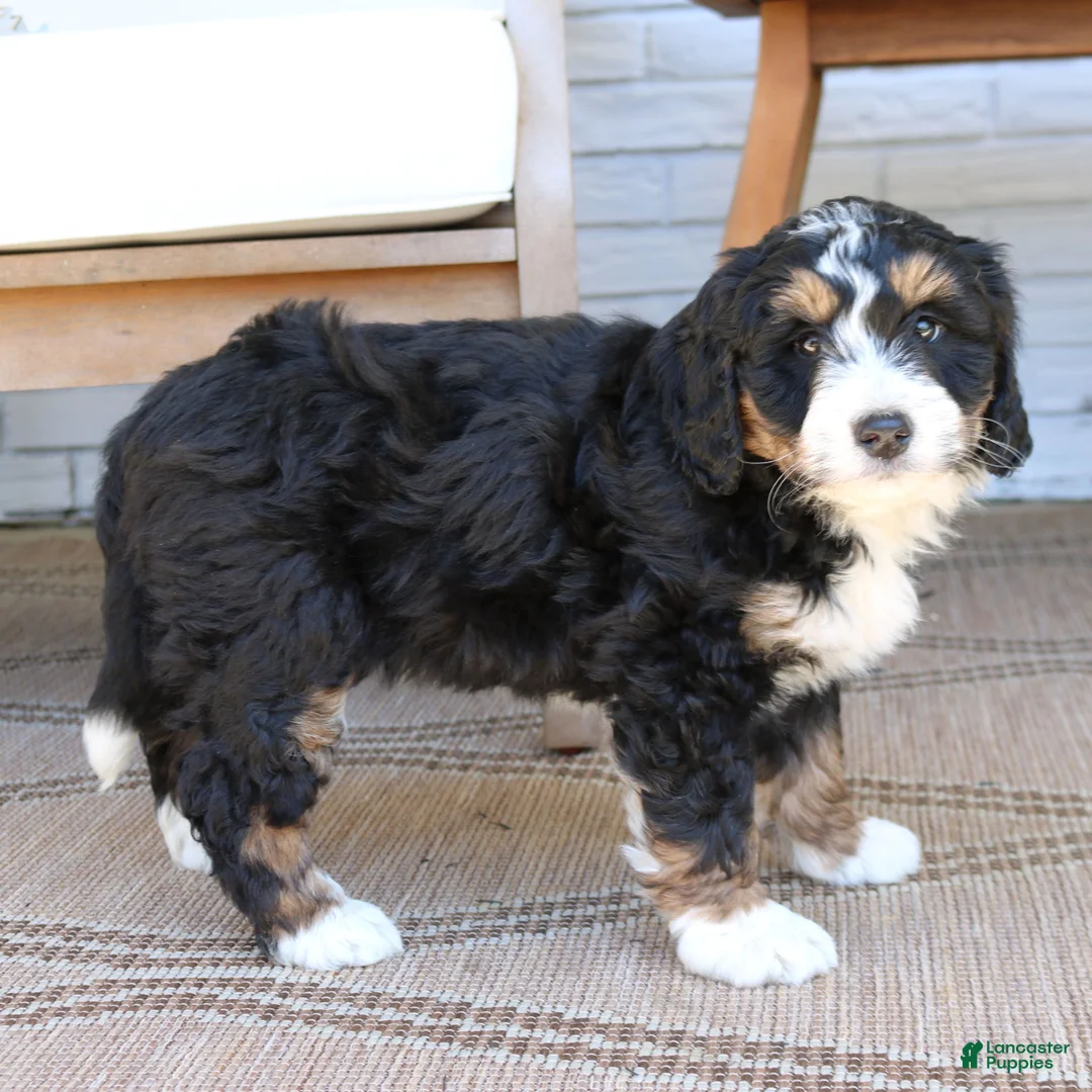 Mini Bernedoodle dogs for sale: Jasper  - Ad 4