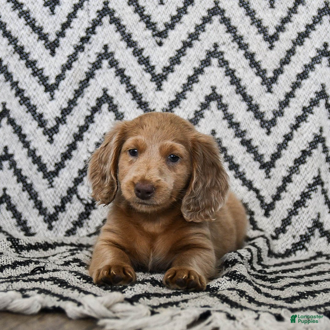 Miniature Dachshund dogs for sale: Ziggy - Ad 2