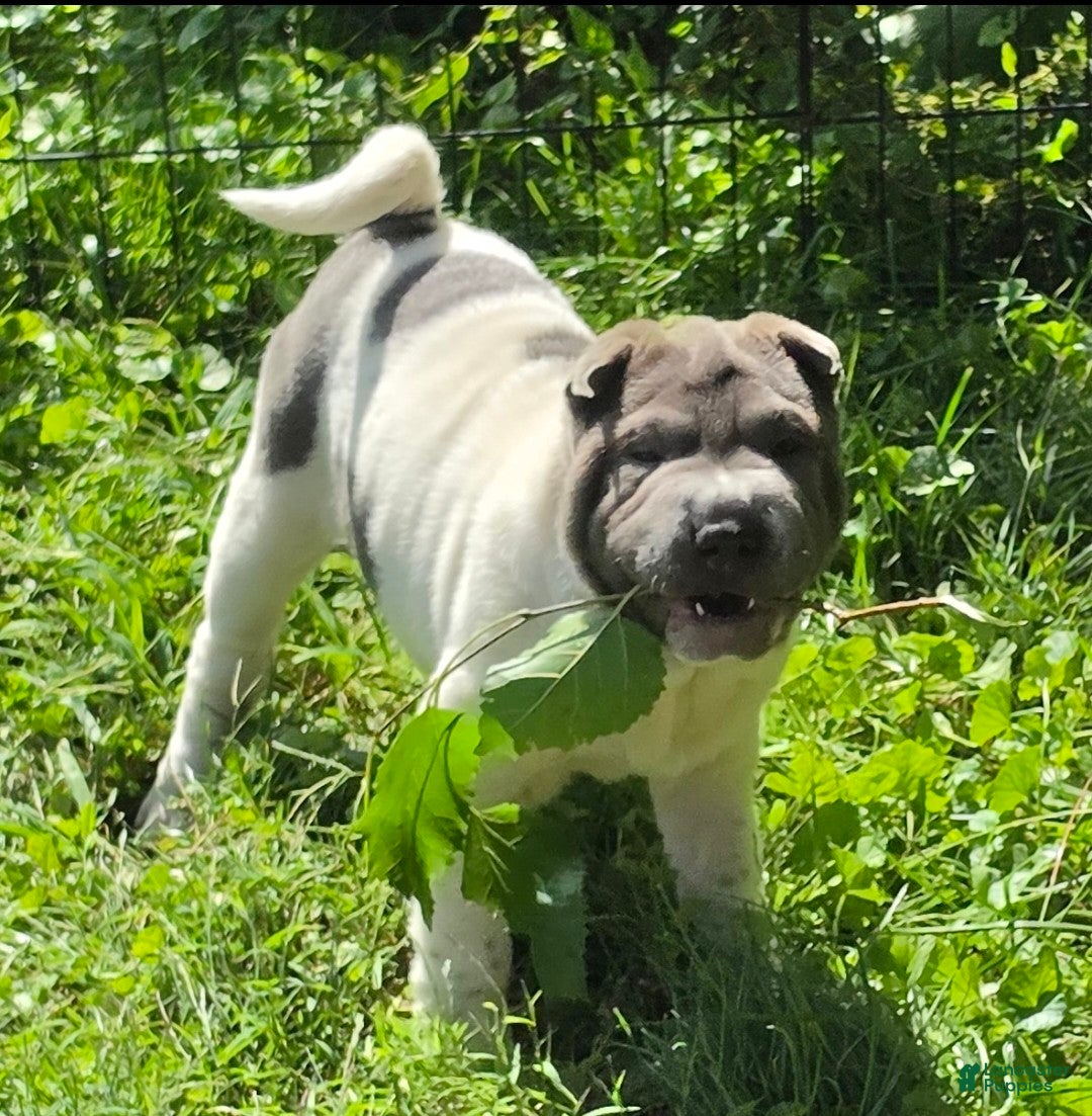 Shar Pei dogs Bluebelle - Ad 1