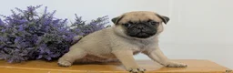 Pug dogs for sale: Namor - Ad 2