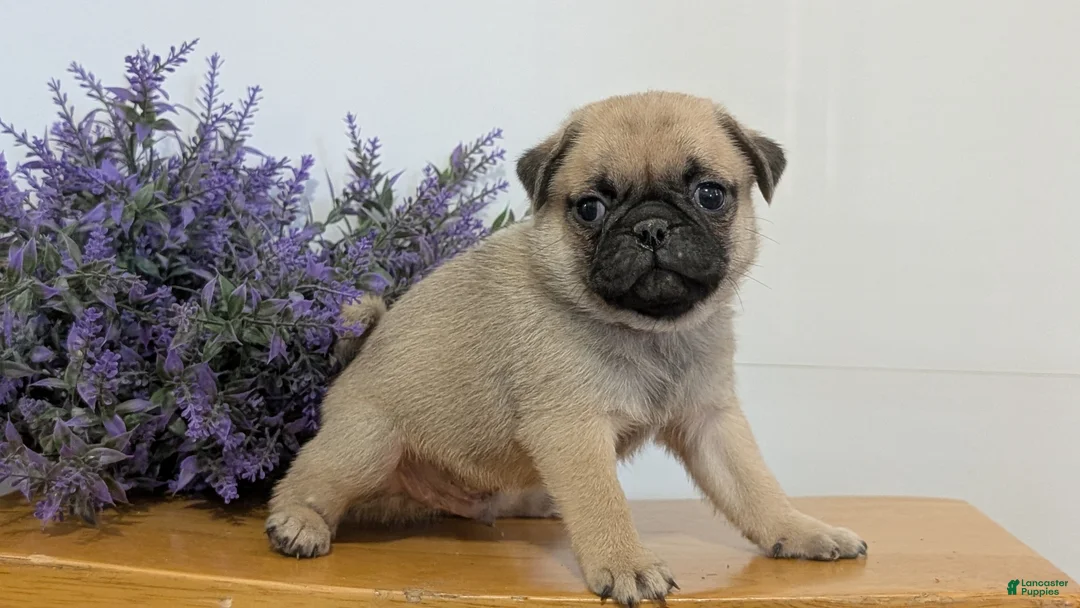 Pug dogs for sale: Namor - Ad 2