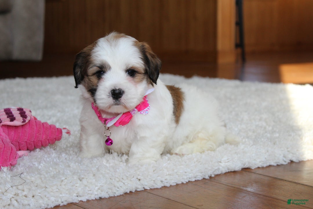 Teddy Bear dogs for sale: Lola - Ad 8