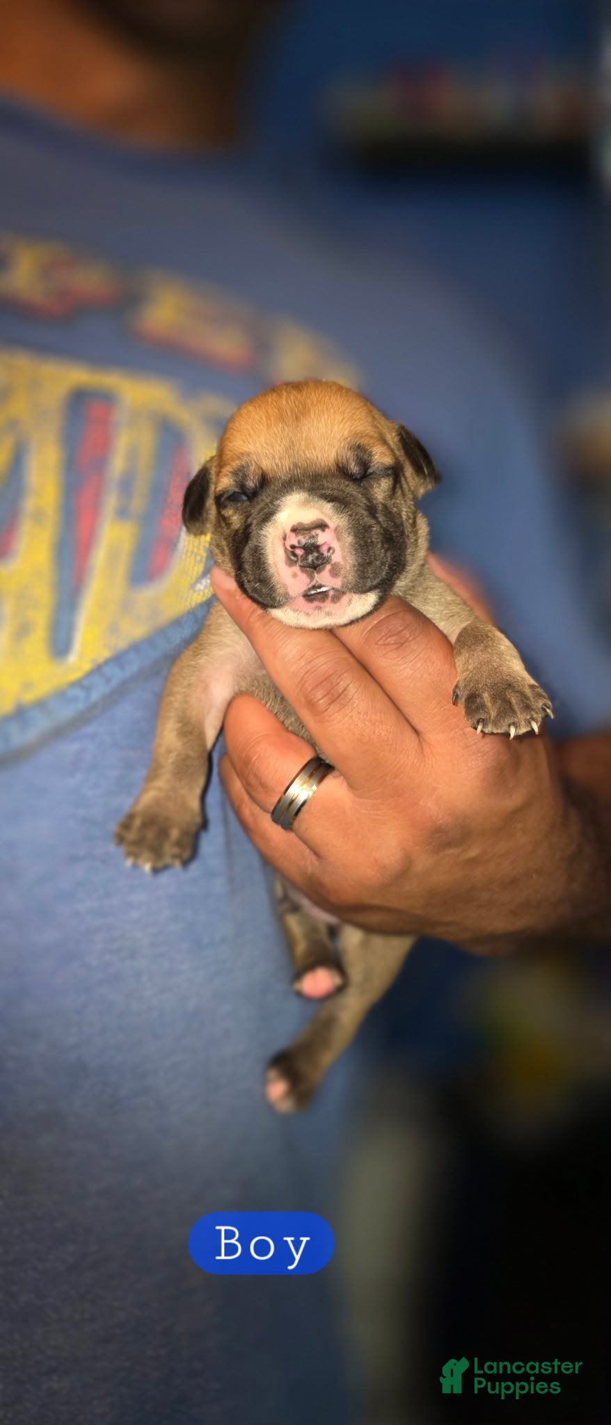 Cane Corso dogs for sale: Majestic - Ad 1