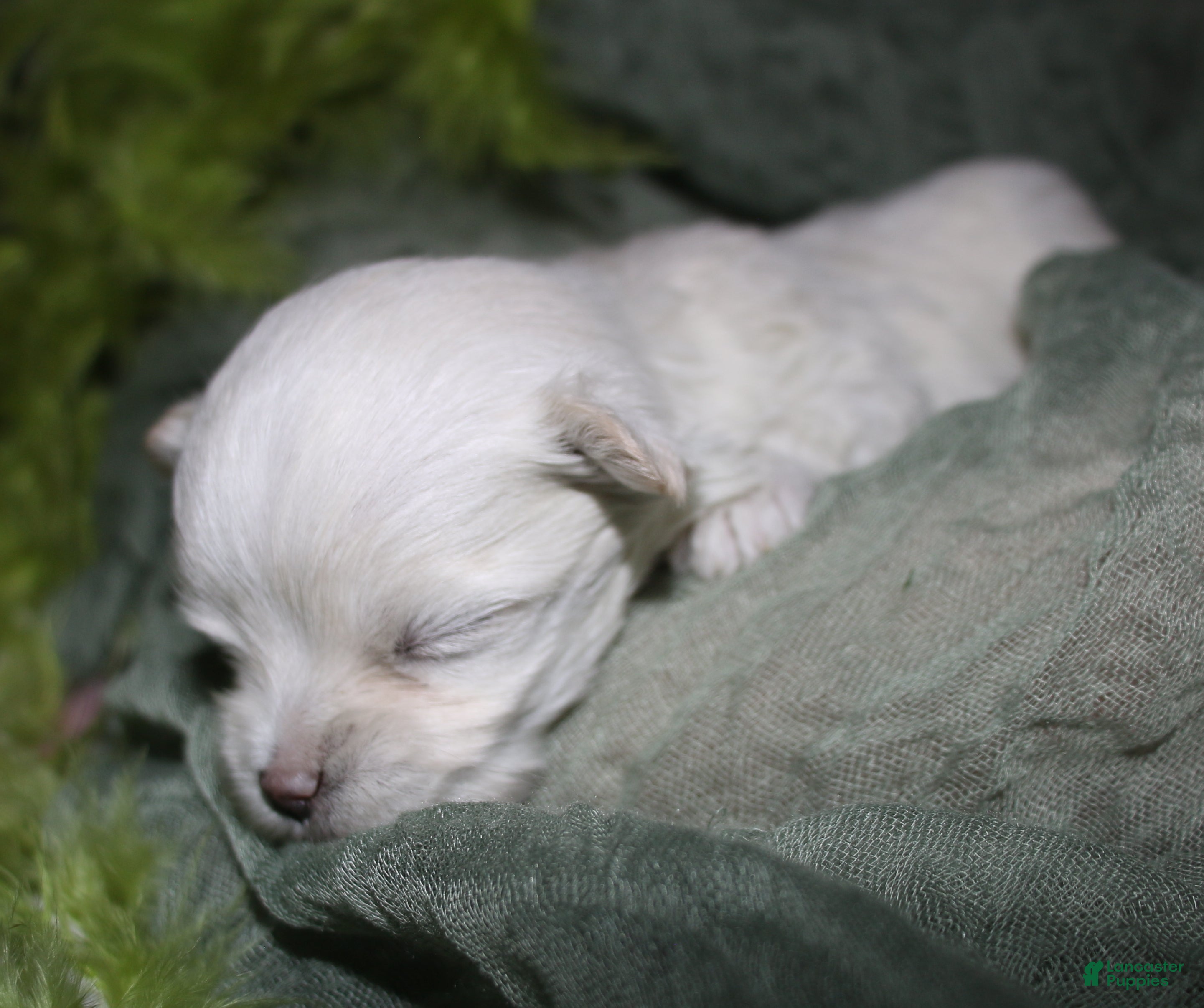 Maltese dogs Noah - Ad 1