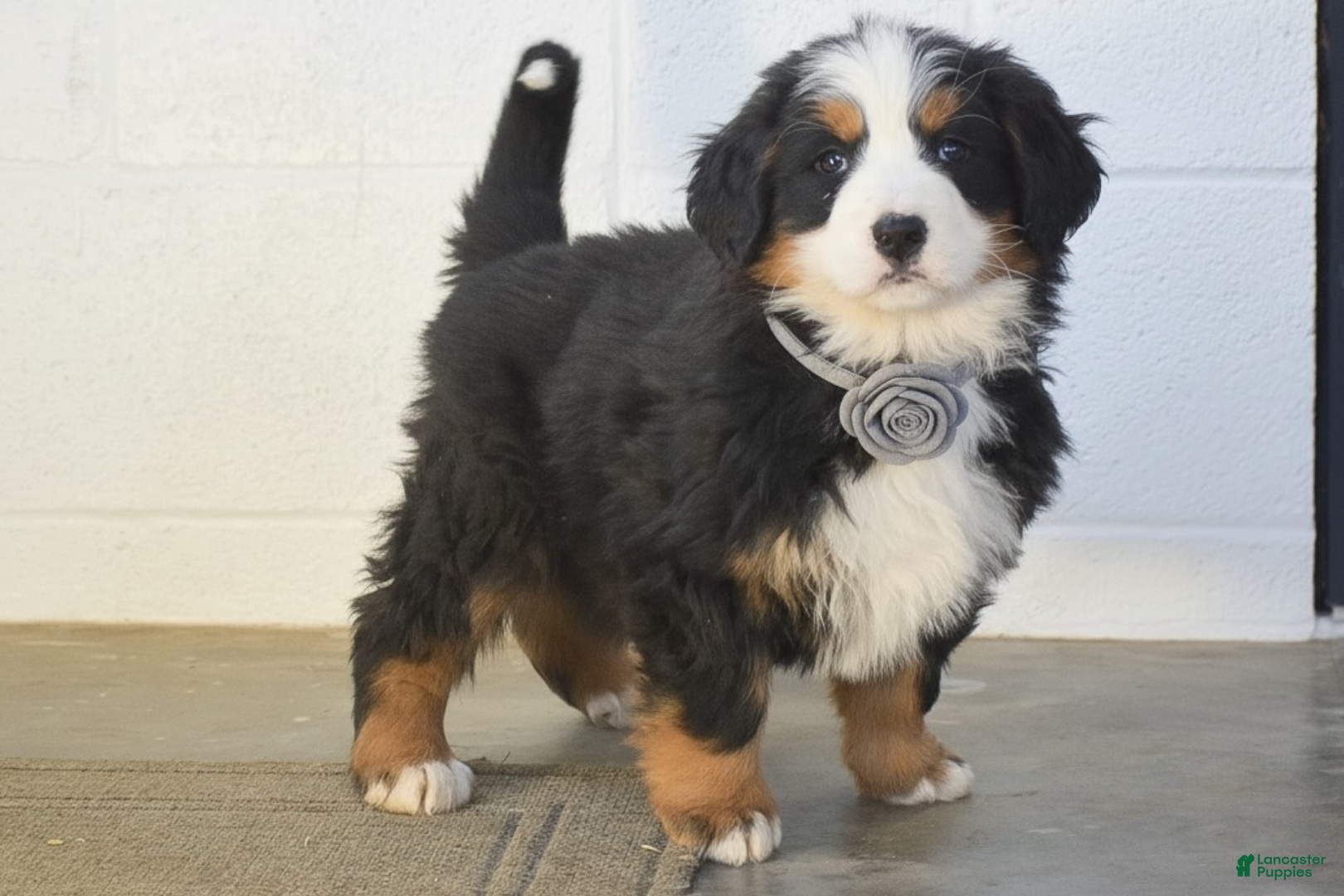 Bernese Mountain Dog dogs Gina - Ad 1