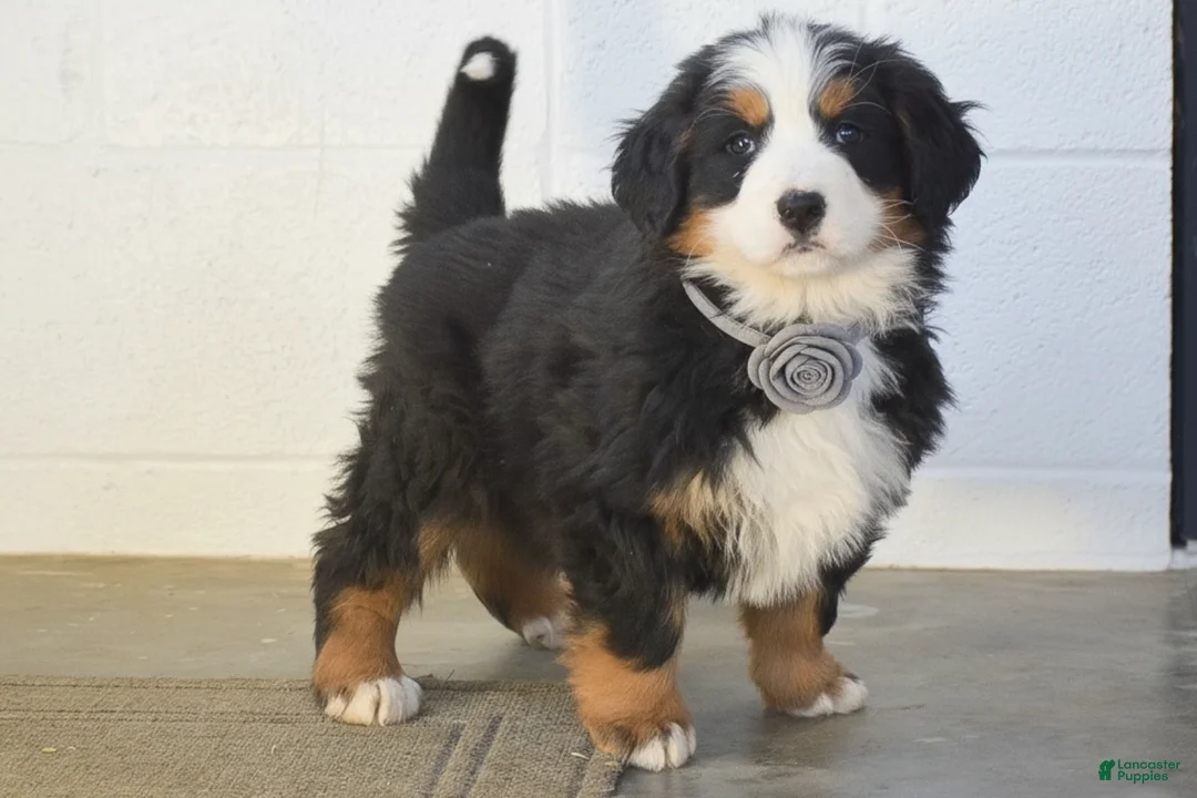 Bernese Mountain Dog dogs for sale: Gina - Ad 1