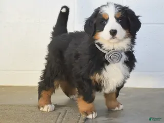 Bernese Mountain Dog dogs Gina - Ad 1
