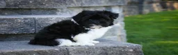 Havanese dogs for sale: Goldie Havanese  - Ad 4
