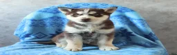 Siberian Husky dogs for sale: Tracker - Ad 3
