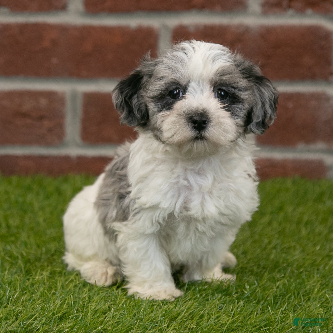 Havapoo dogs for sale: Henry - Ad 1