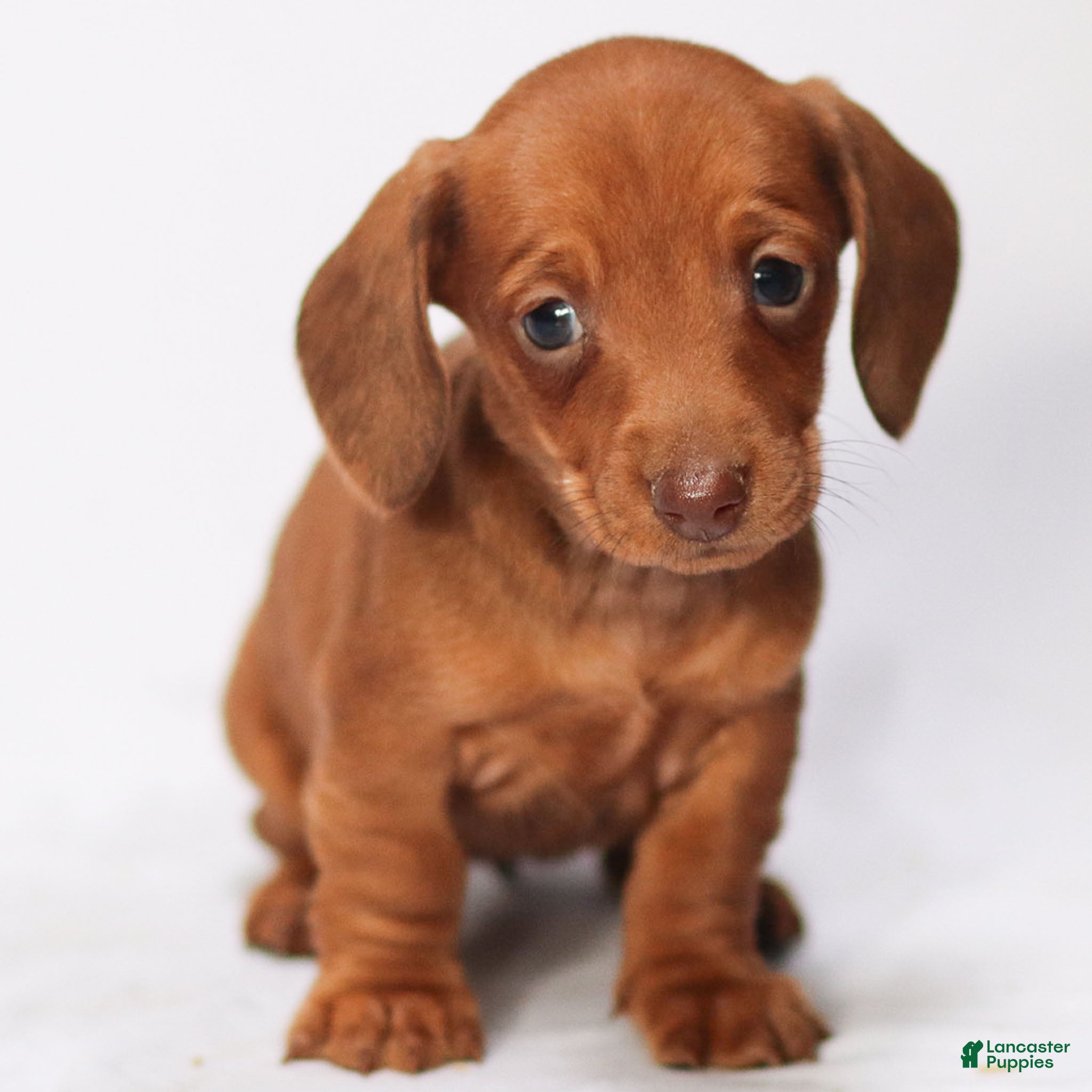Miniature Dachshund dogs Olivia - Ad 42
