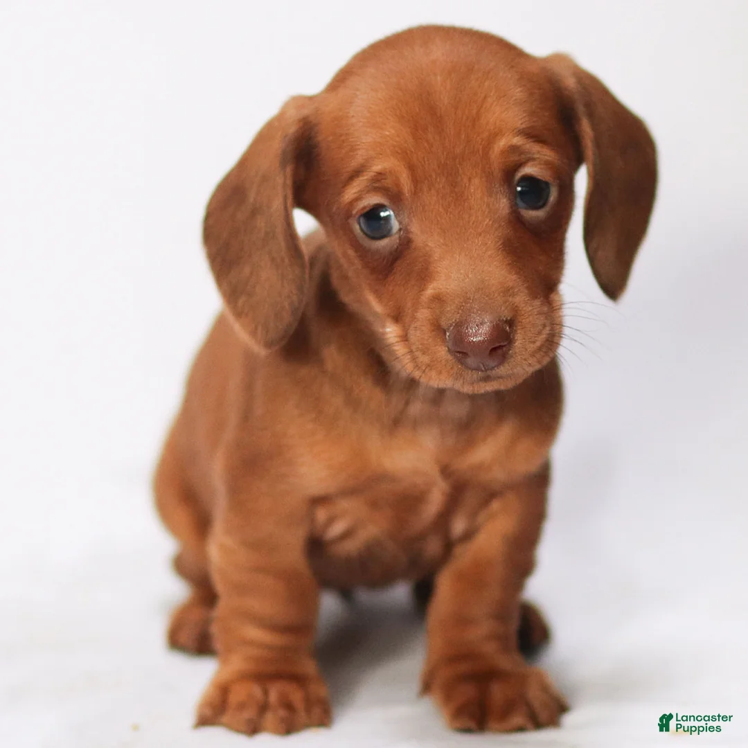 Miniature Dachshund dogs for sale: Olivia - Ad 4
