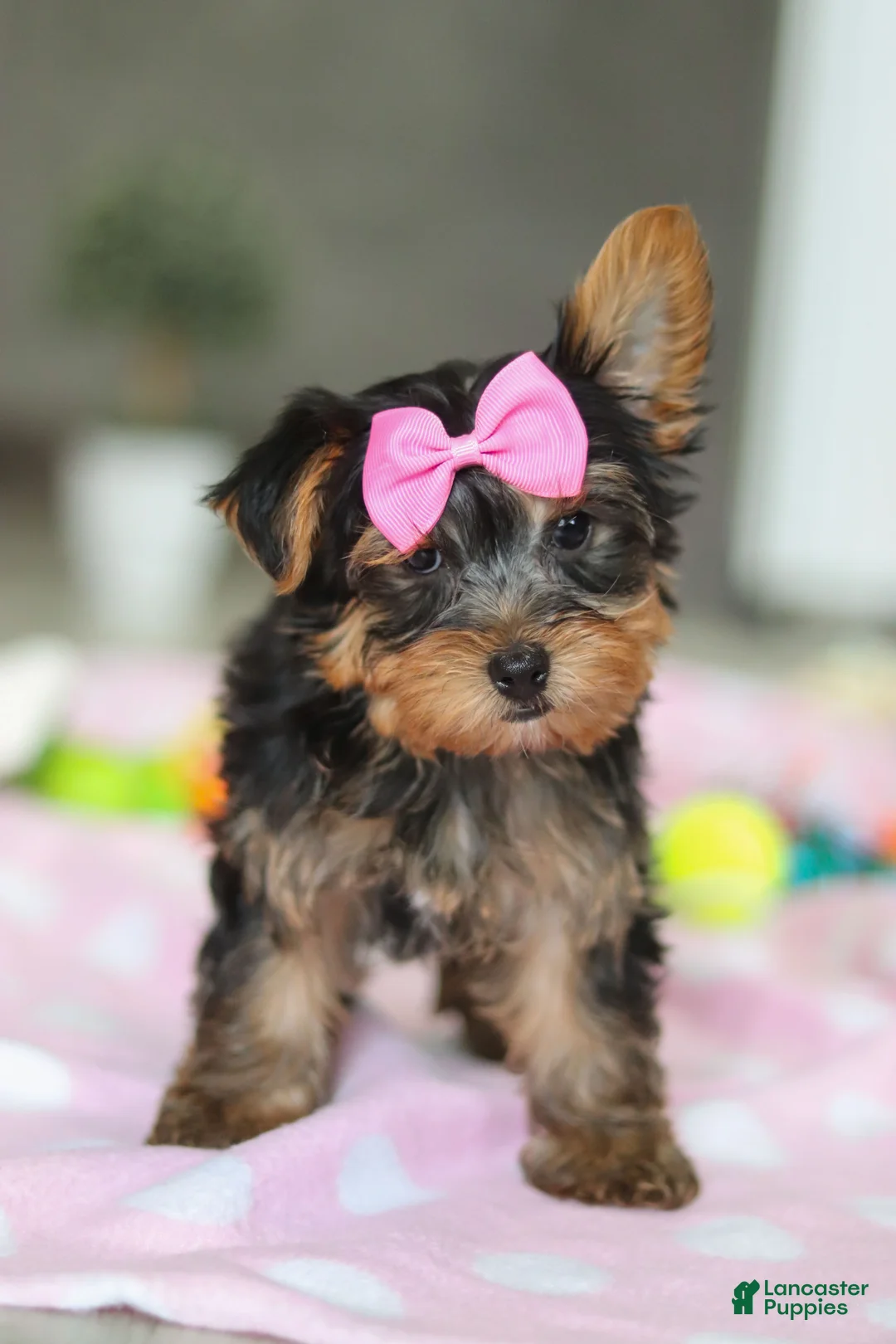 Yorkshire Terrier dogs for sale: Bella - Ad 10