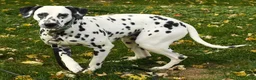Dalmatian dogs for sale: Layla - Ad 11