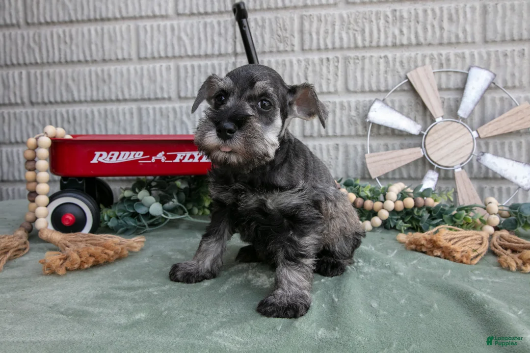 Miniature Schnauzer dogs for sale: Toby - Ad 3